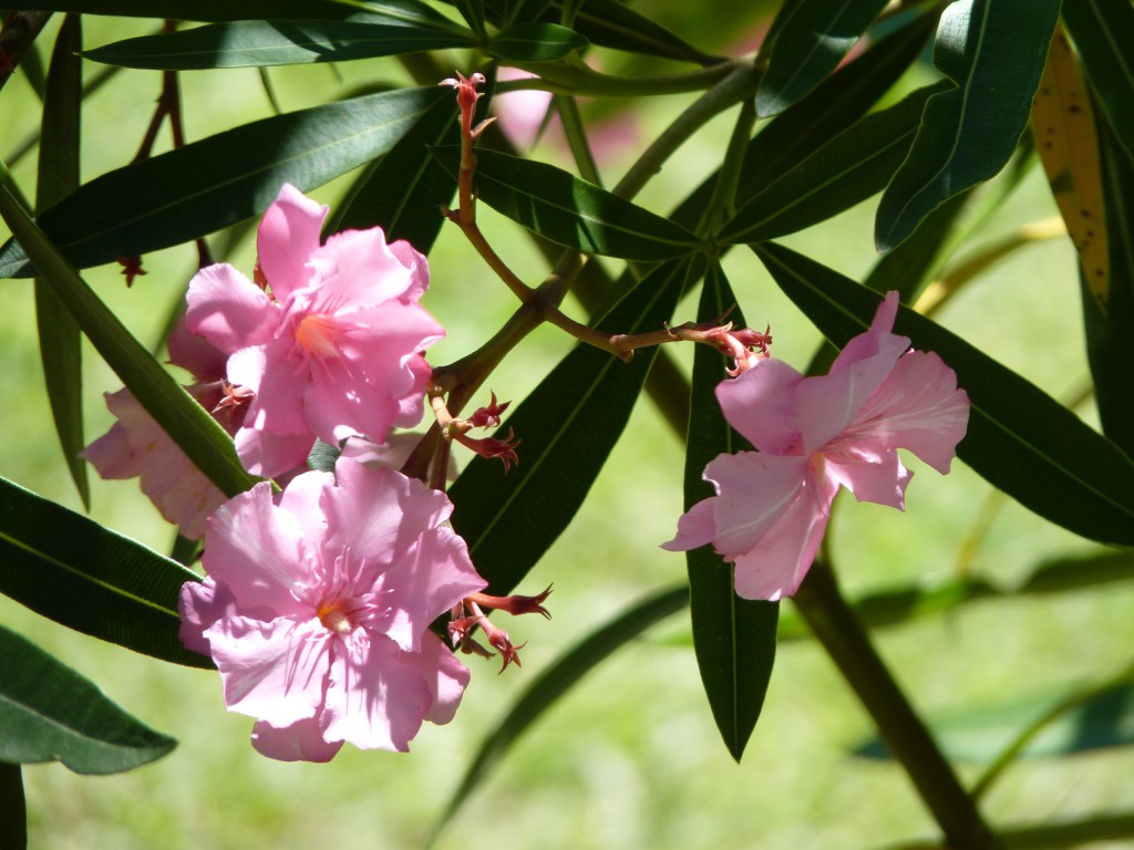Foto: Laurel rosa - Paraná Guazú (Entre Ríos), Argentina