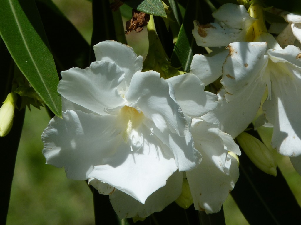 Foto: Laurel rosa - Paraná Guazú (Entre Ríos), Argentina