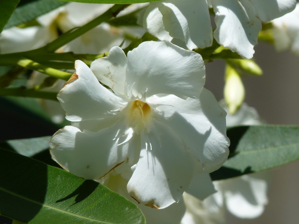 Foto: Laurel rosa - Paraná Guazú (Entre Ríos), Argentina