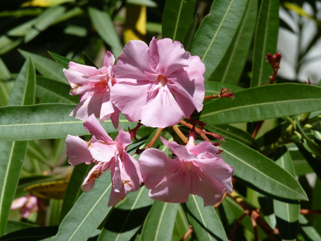 Foto: Laurel rosa - Paraná Guazú (Entre Ríos), Argentina