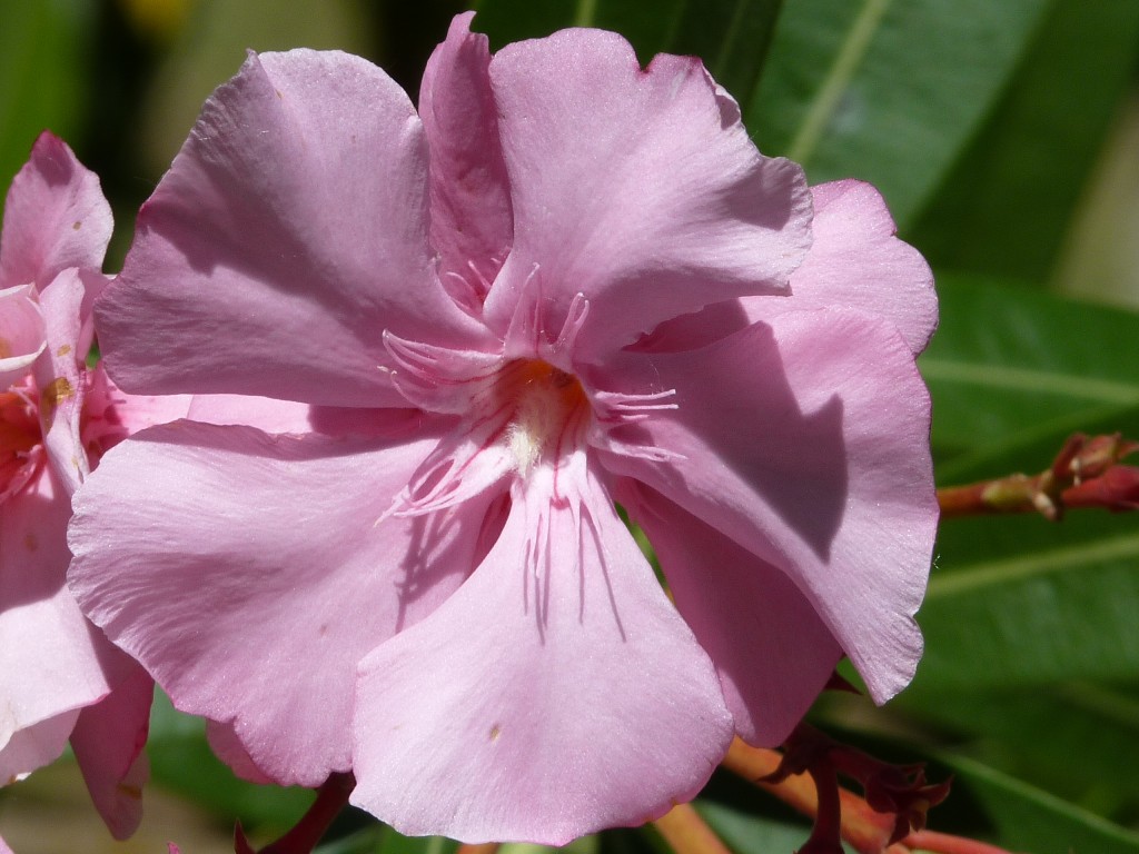 Foto: Laurel rosa - Paraná Guazú (Entre Ríos), Argentina