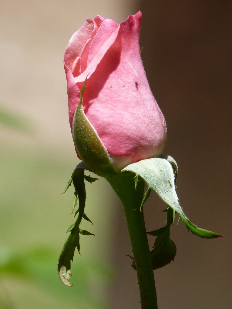 Foto: Rosa - Paraná Guazú (Entre Ríos), Argentina