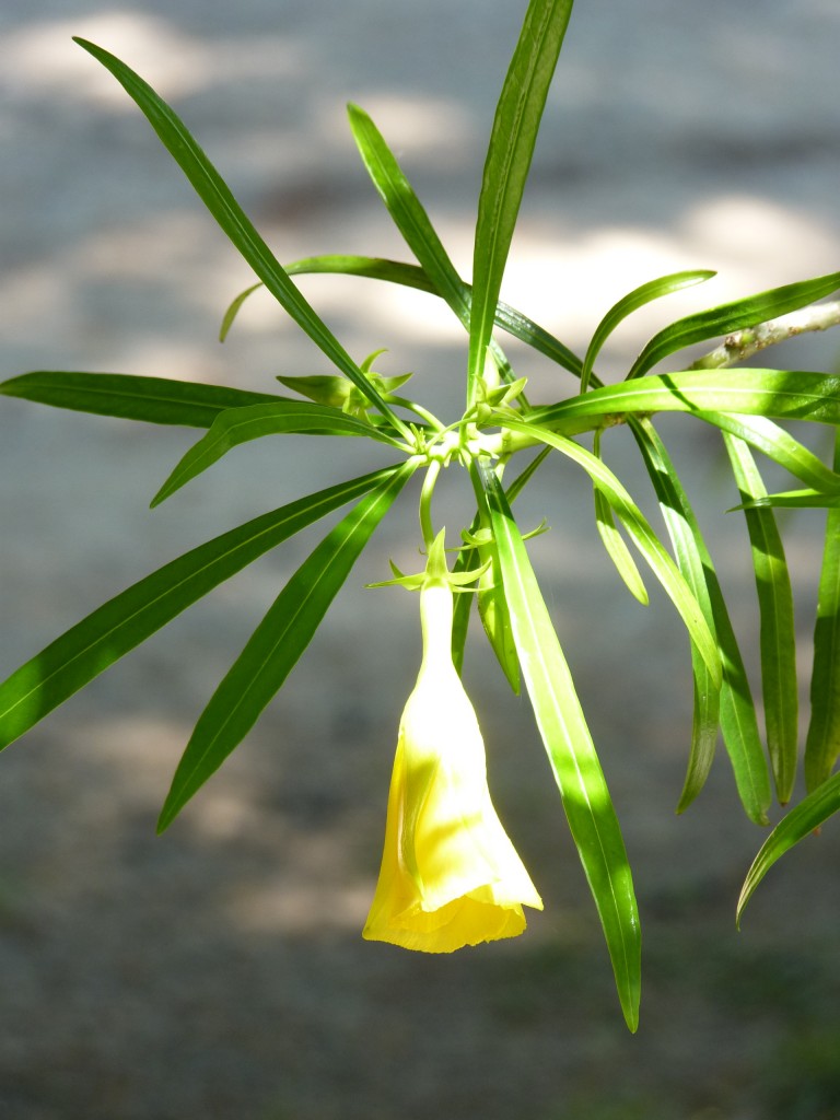 Foto de Paraná Guazú (Entre Ríos), Argentina