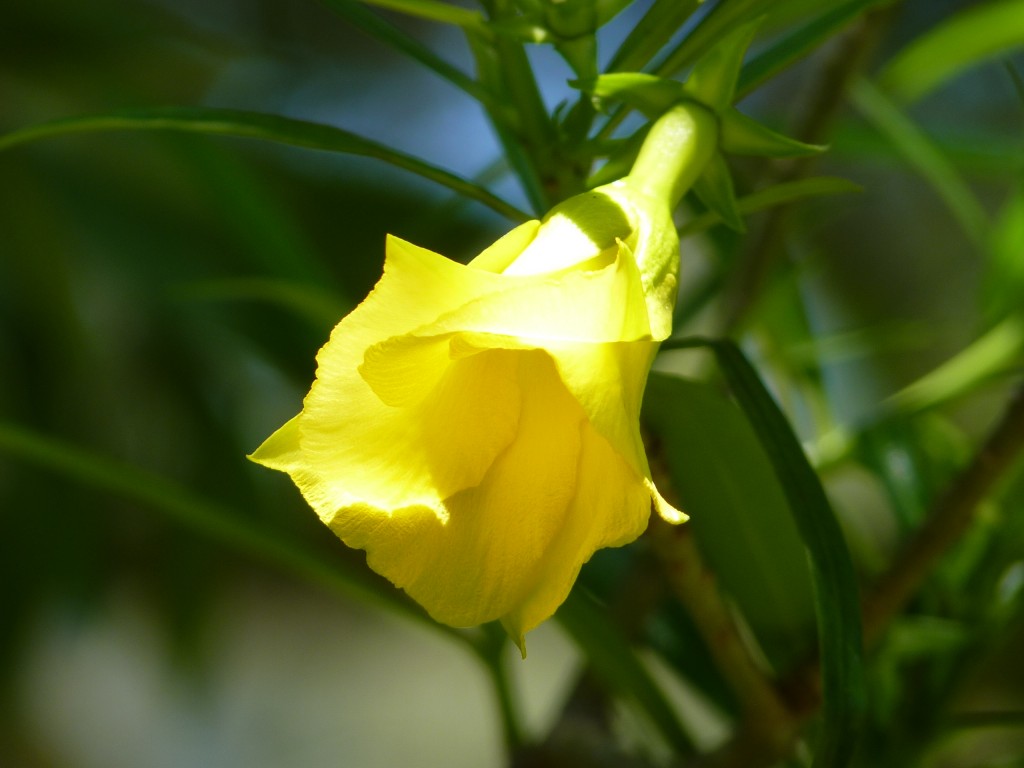 Foto de Paraná Guazú (Entre Ríos), Argentina