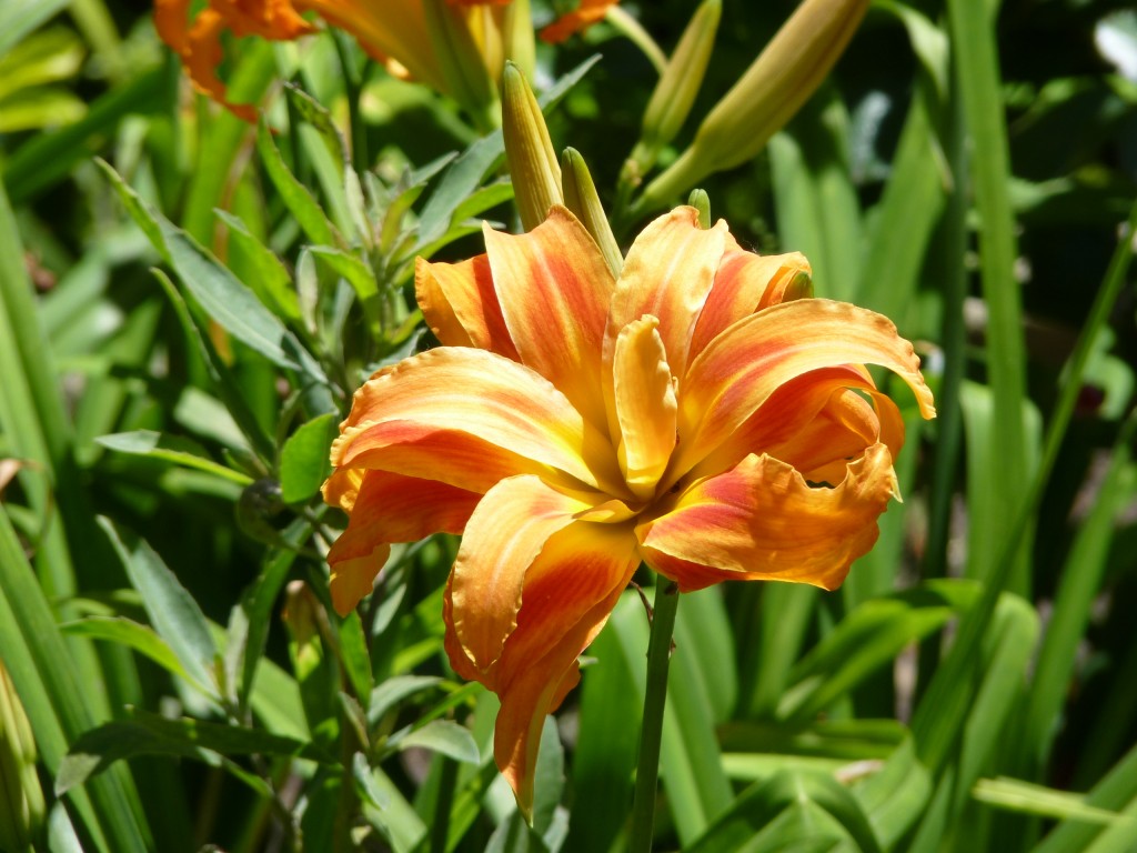 Foto de Paraná Guazú (Entre Ríos), Argentina