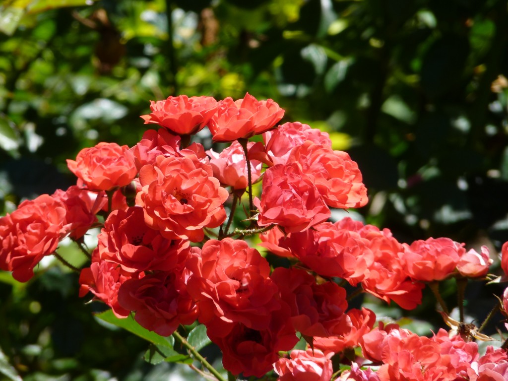Foto de Paraná Guazú (Entre Ríos), Argentina