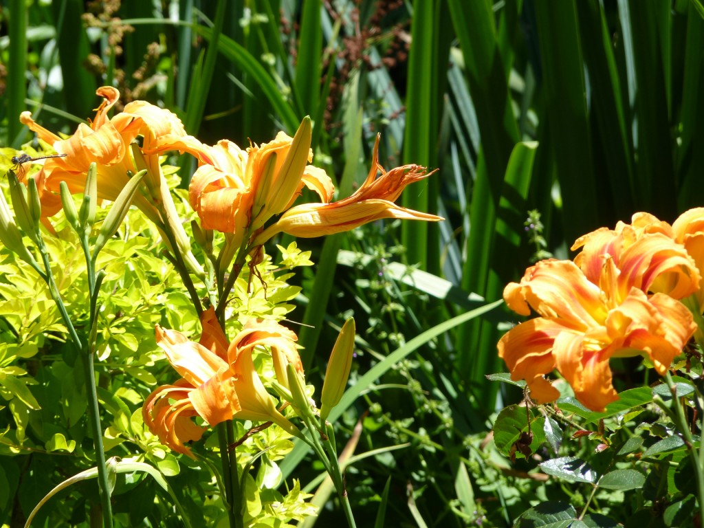 Foto de Paraná Guazú (Entre Ríos), Argentina