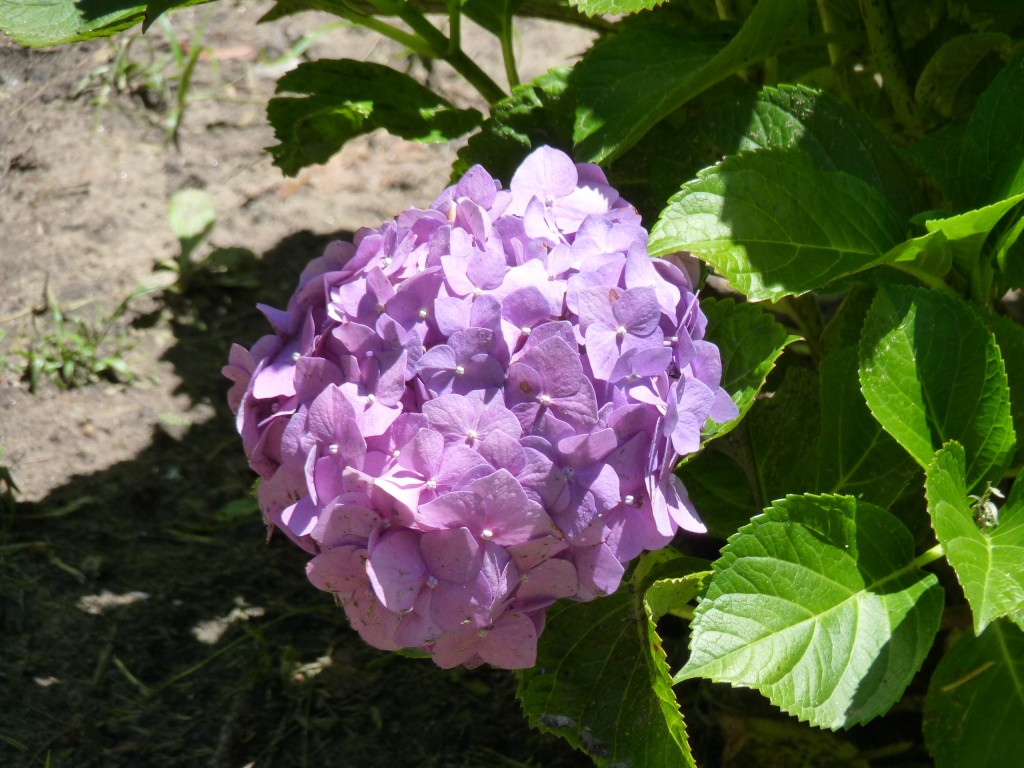 Foto: Hortensia - Paraná Guazú (Entre Ríos), Argentina