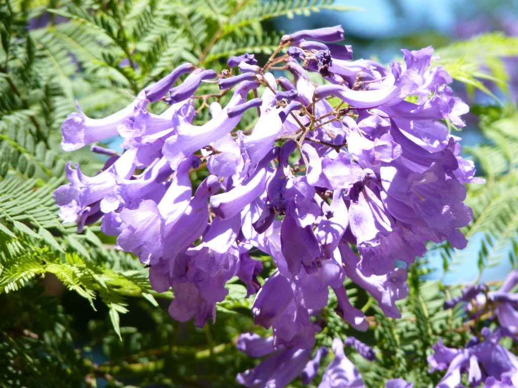 Foto: Jacarandá - Paraná Guazú (Entre Ríos), Argentina