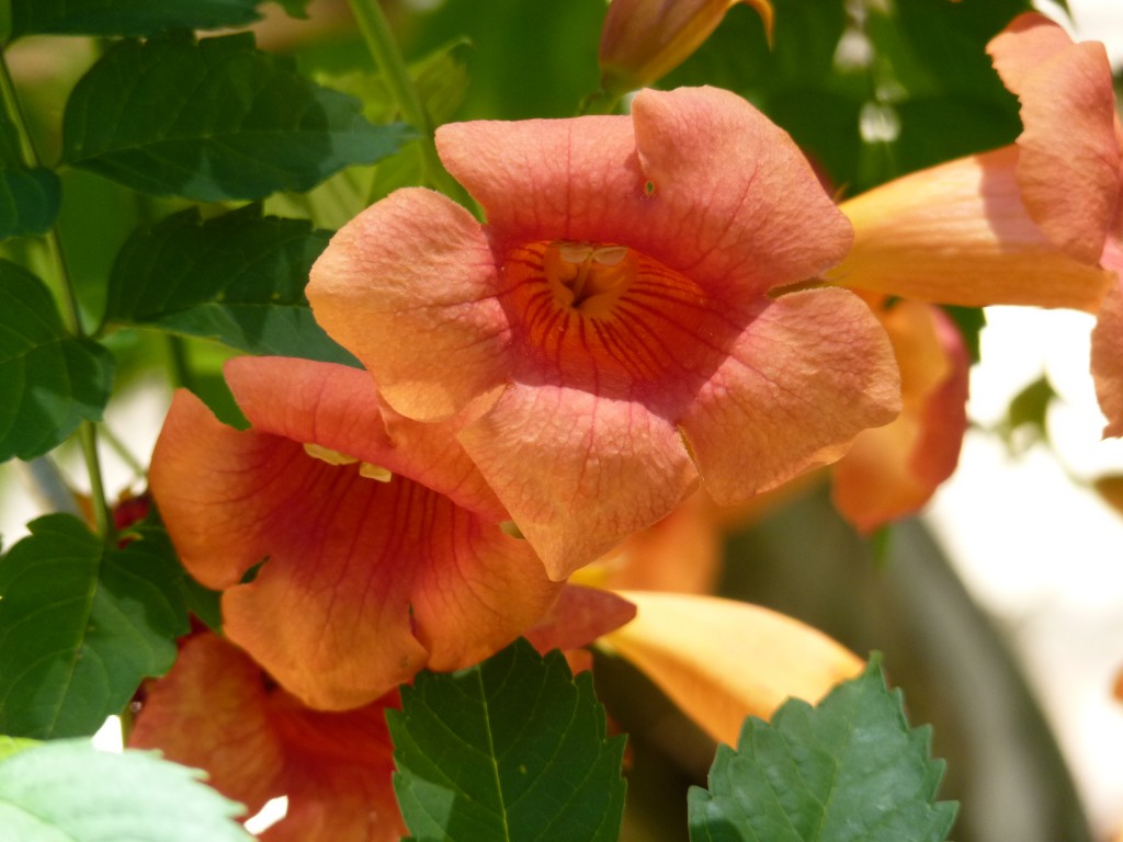 Foto: Santa Rita - Paraná Guazú (Entre Ríos), Argentina