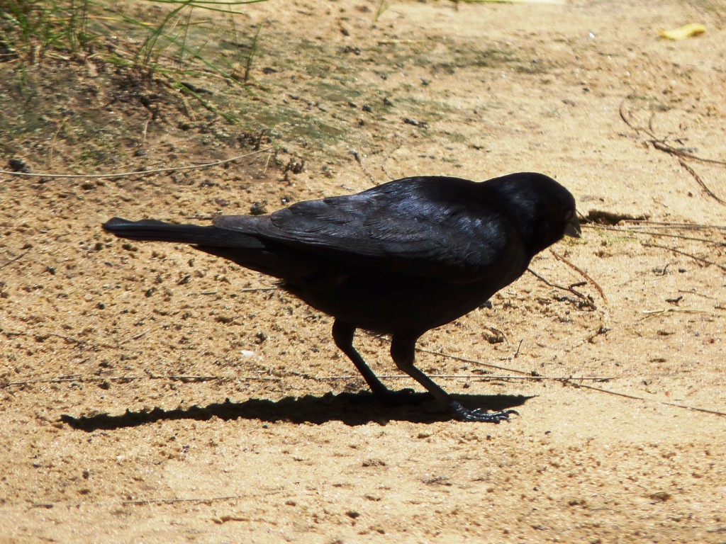 Foto: Tordo renegrido - Paraná Guazú (Entre Ríos), Argentina