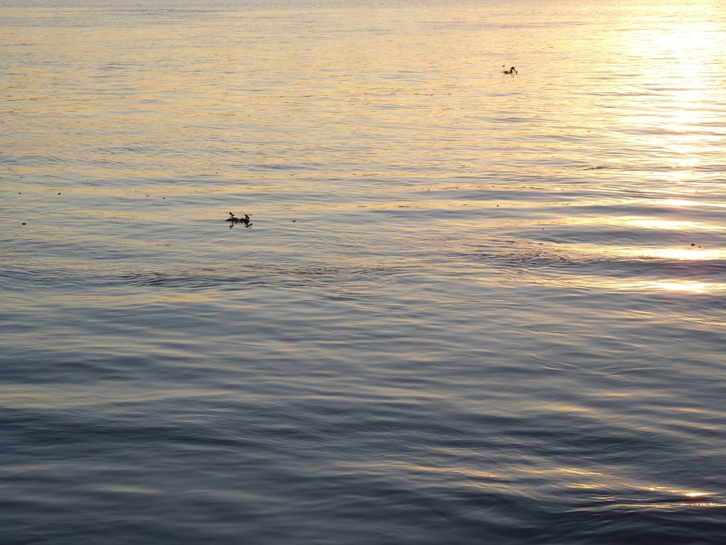 Foto: Camping La Torre - Paraná Guazú (Entre Ríos), Argentina