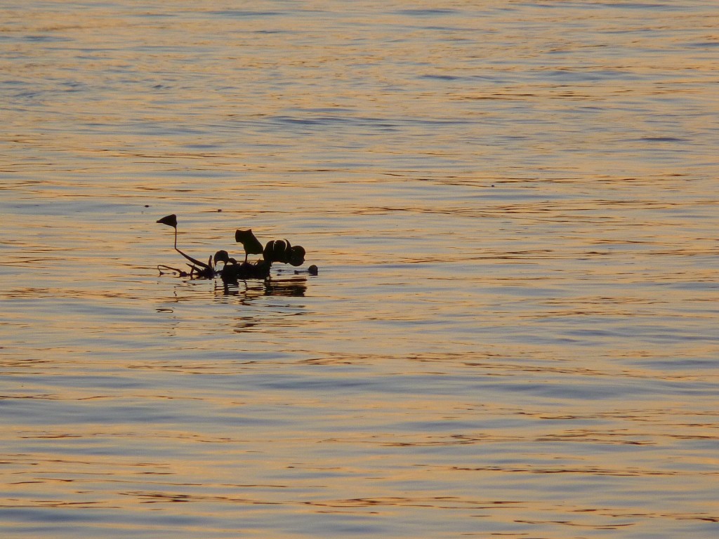 Foto: Camping La Torre - Paraná Guazú (Entre Ríos), Argentina