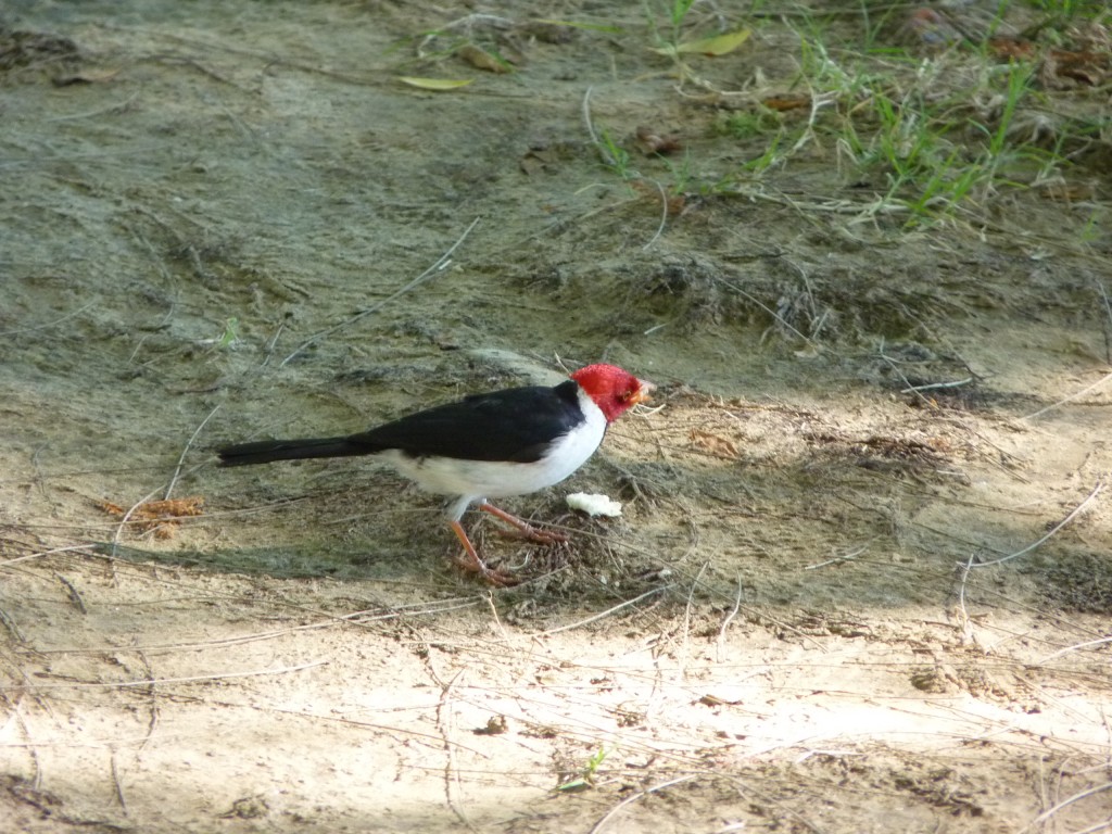 Foto: Cardenilla - Paraná Guazú (Entre Ríos), Argentina
