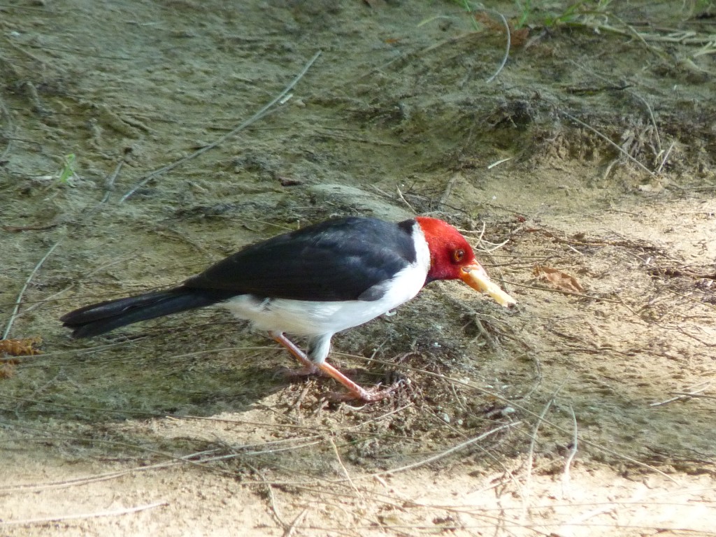Foto: Cardenilla - Paraná Guazú (Entre Ríos), Argentina