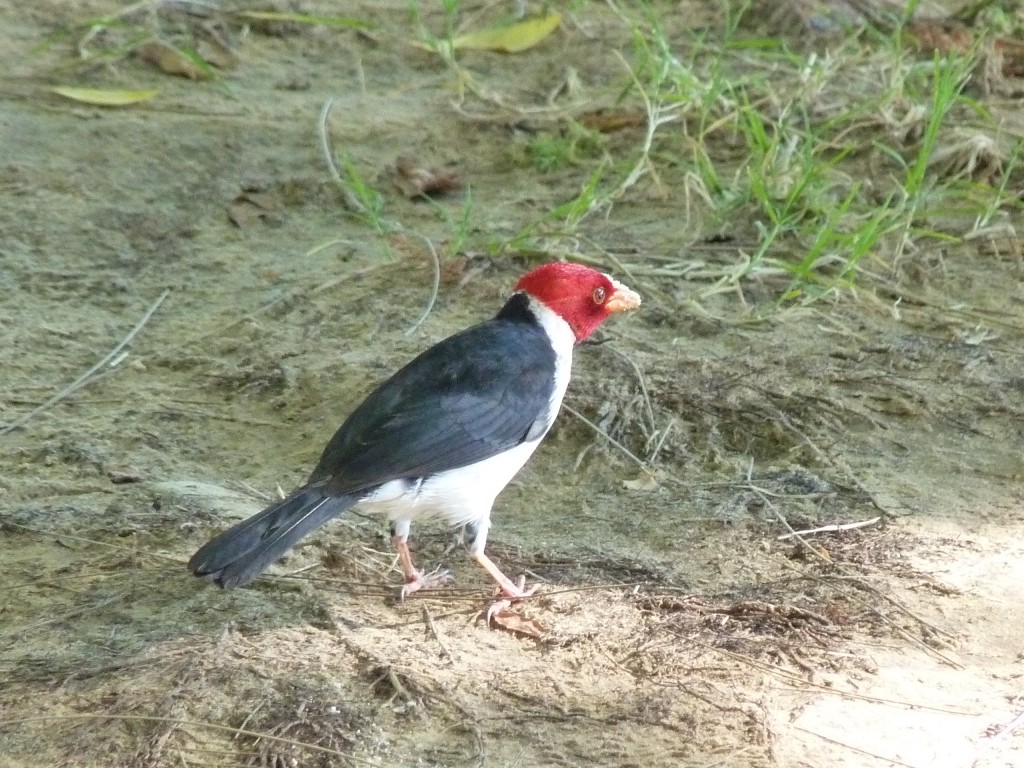 Foto: Cardenilla - Paraná Guazú (Entre Ríos), Argentina