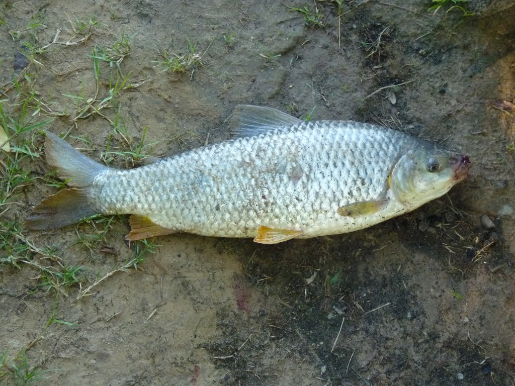 Foto: Boga - Paraná Guazú (Entre Ríos), Argentina