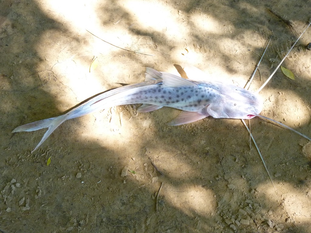 Foto: Patí - Paraná Guazú (Entre Ríos), Argentina