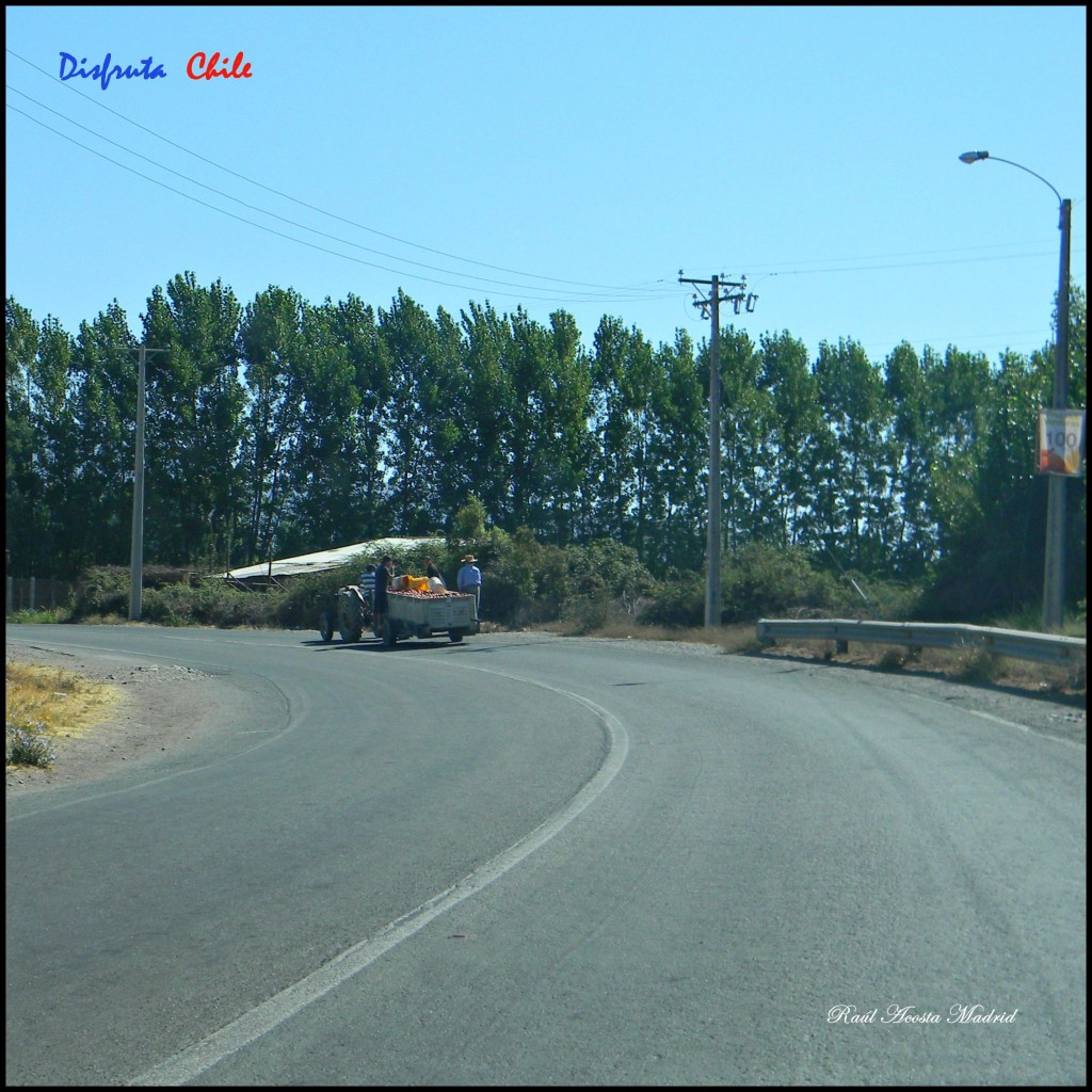 Foto de Olivar (Libertador General Bernardo OʼHiggins), Chile