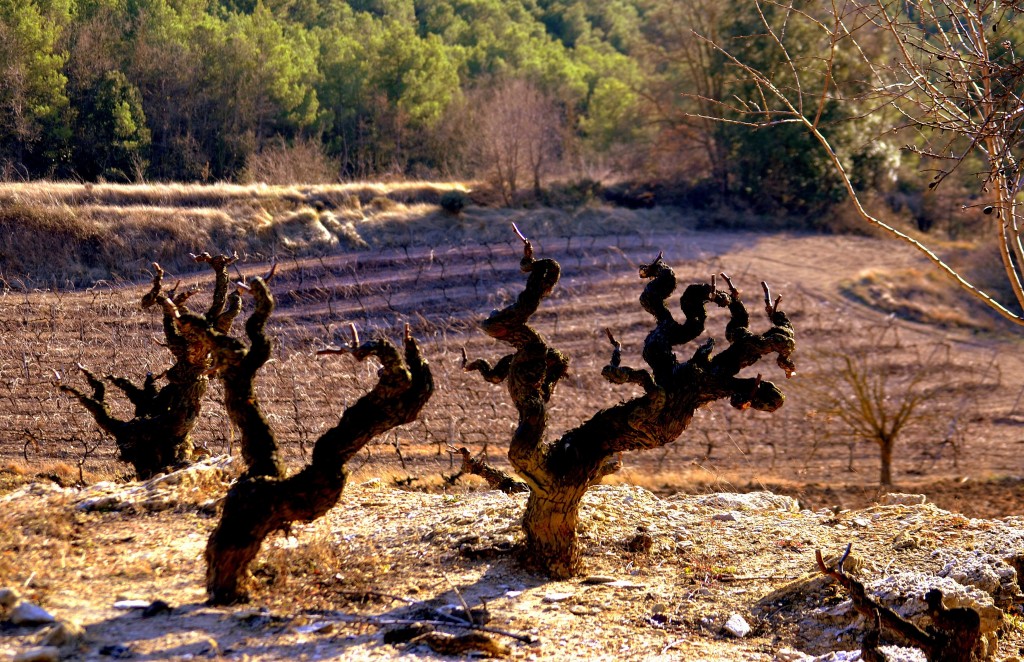 Foto: Antigua viña, el Penedes - Torrelles de Foix (Barcelona), España