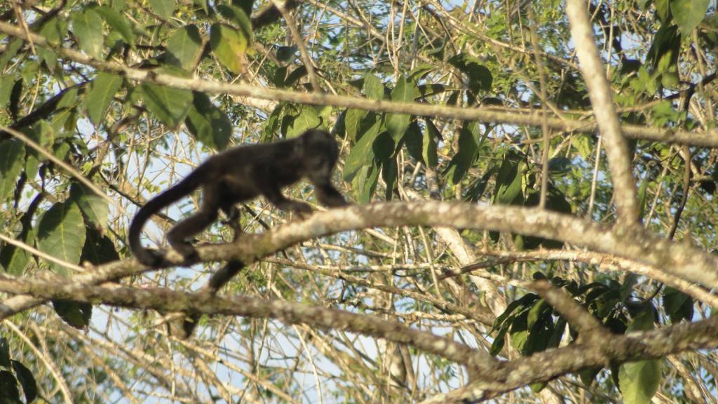 Foto: Monos - Upala (Alajuela), Costa Rica
