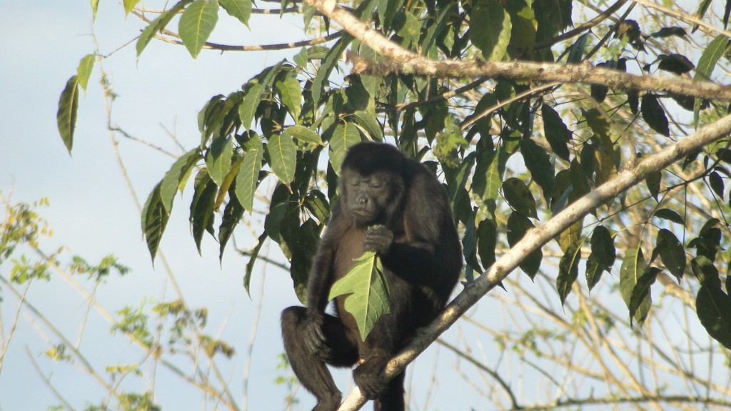 Foto: Monos - Upala (Alajuela), Costa Rica