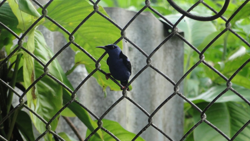 Foto: Aves - Upala (Alajuela), Costa Rica