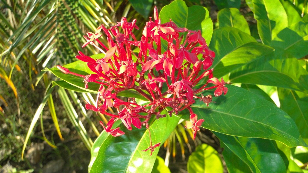 Foto: Birmania - Upala (Alajuela), Costa Rica