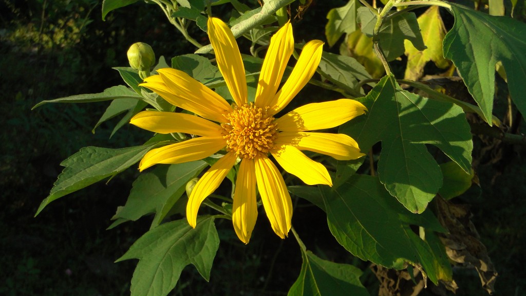Foto: Birmania - Upala (Alajuela), Costa Rica