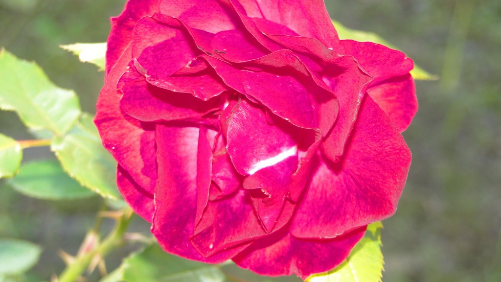 Foto: Birmania - Upala (Alajuela), Costa Rica