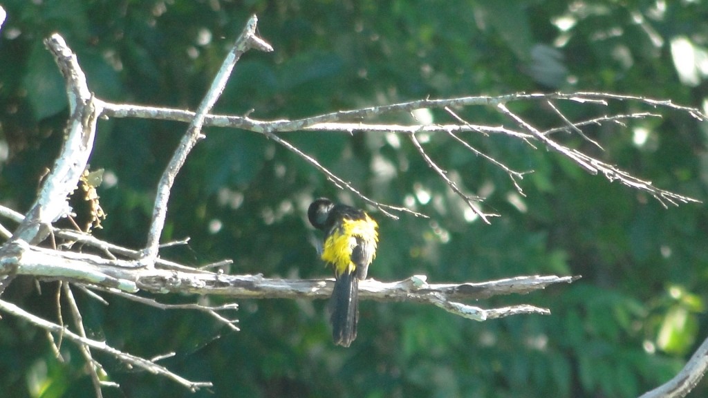 Foto: Aves - Upala (Alajuela), Costa Rica