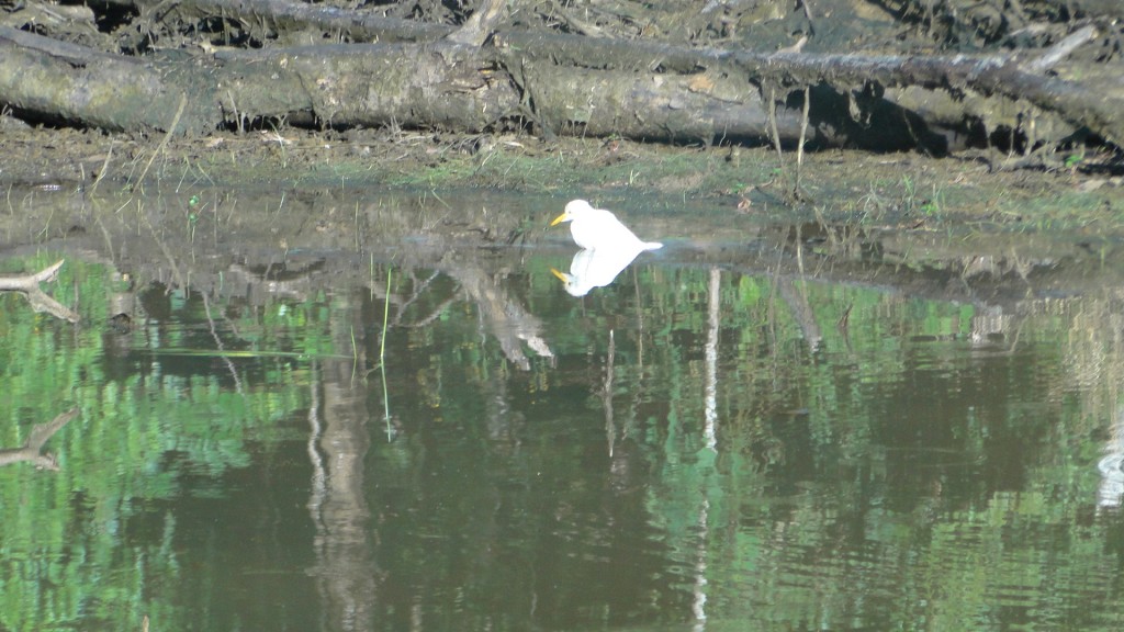 Foto: Aves - Upala (Alajuela), Costa Rica