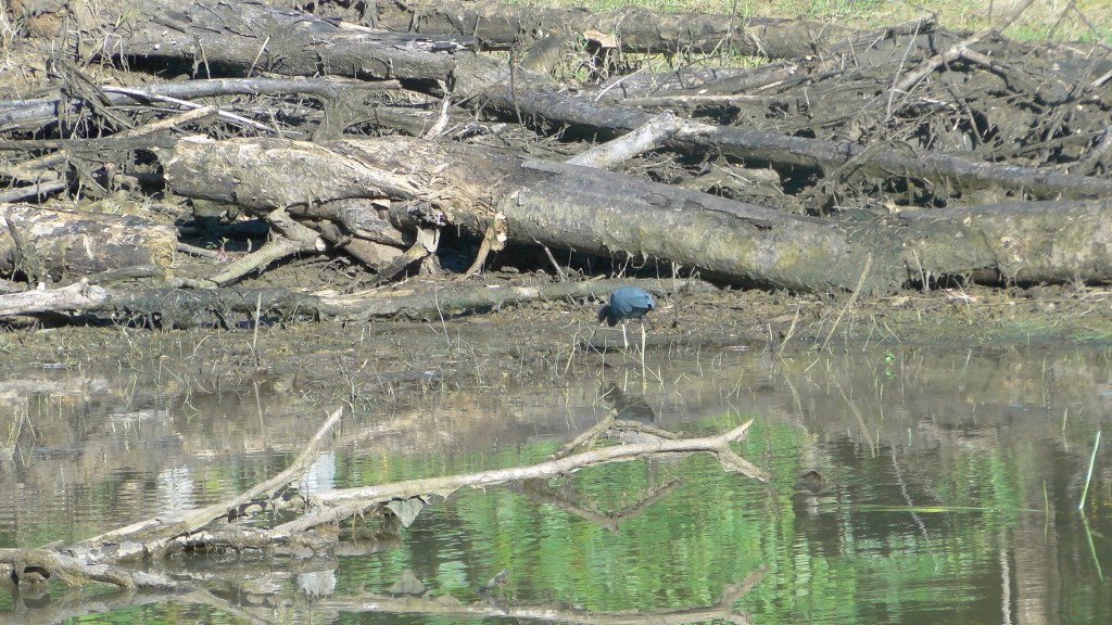 Foto: Aves - Upala (Alajuela), Costa Rica