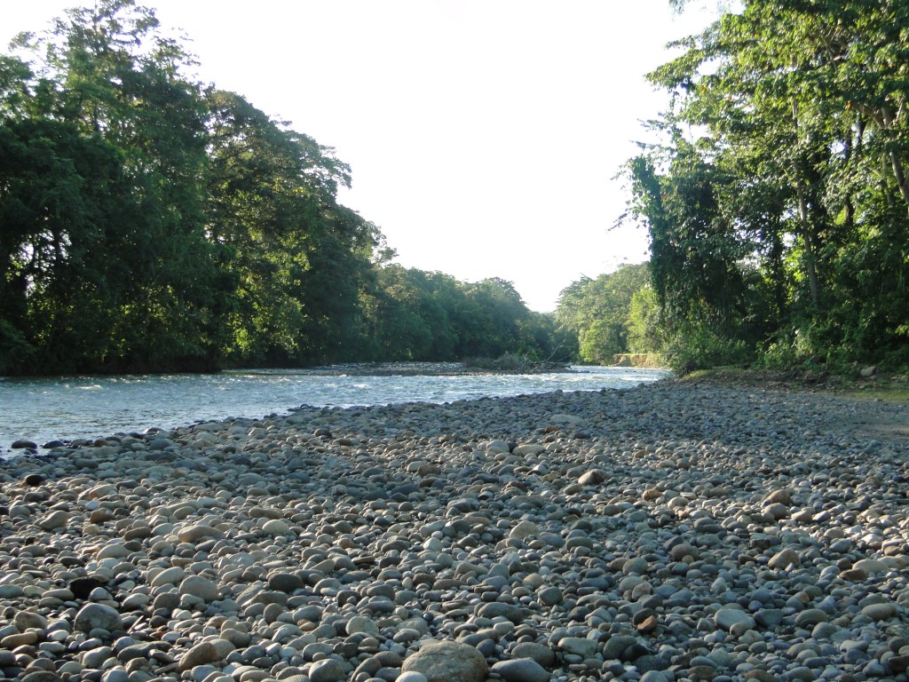 Foto: BIrmania - Upala (Alajuela), Costa Rica