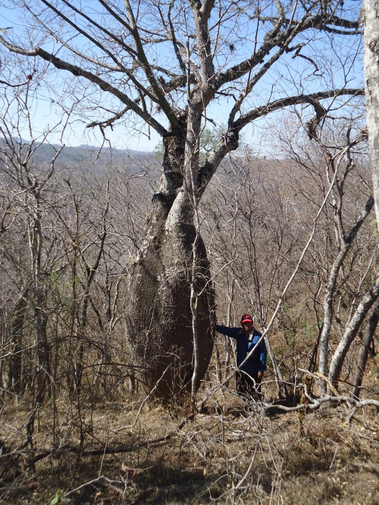 Foto: arbol de Toborochi - Tentayape (Chuquisaca), Bolivia