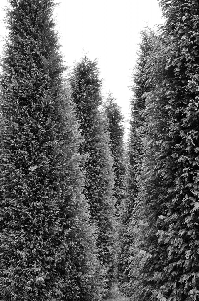 Foto de El Burgo (A Coruña), España