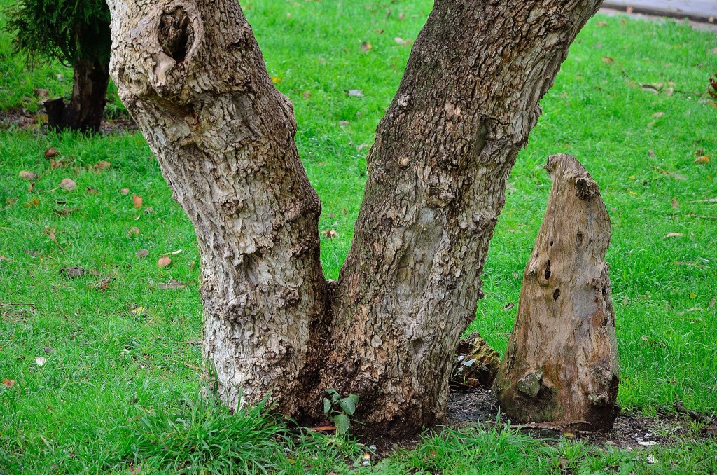 Foto de El Burgo (A Coruña), España