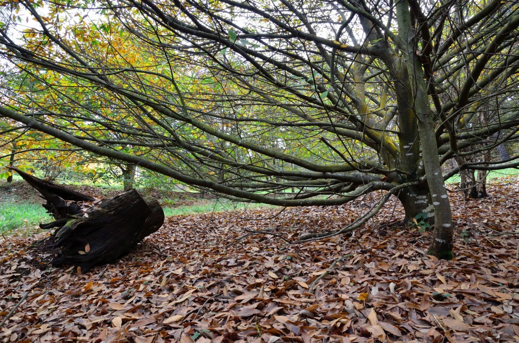 Foto de Oleiros (A Coruña), España