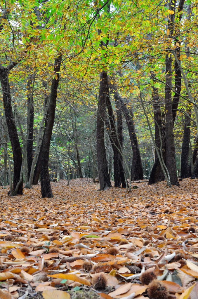 Foto de Oleiros (A Coruña), España
