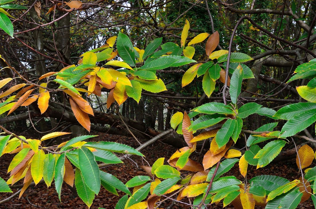 Foto de Oleiros (A Coruña), España
