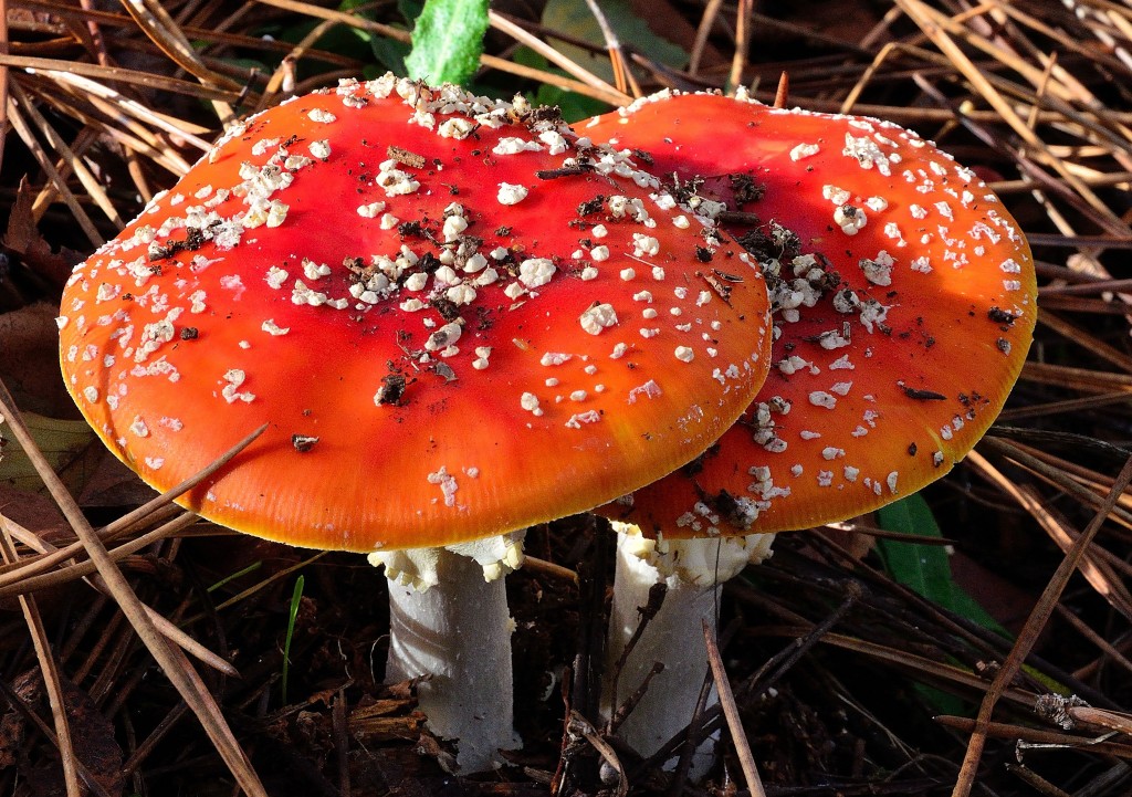 Foto de Oleiros (A Coruña), España