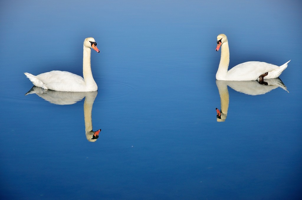 Foto: Laguna - El Burgo (A Coruña), España