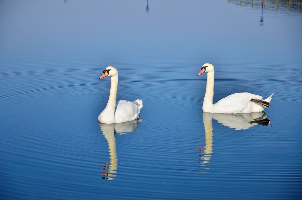 Foto: Laguna - El Burgo (A Coruña), España