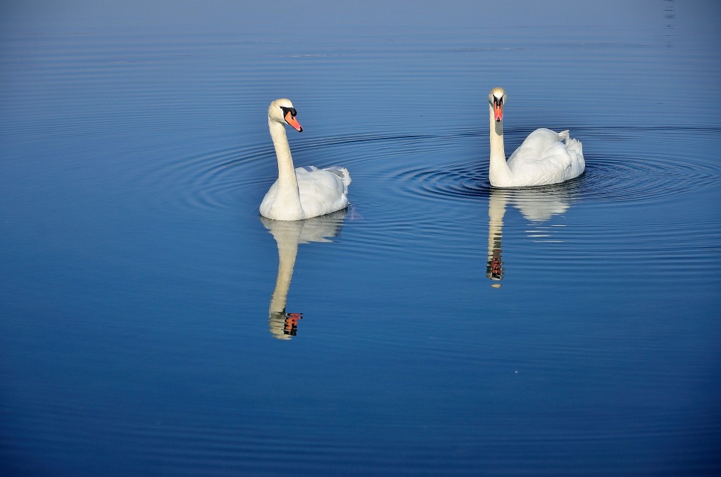 Foto: Laguna - El Burgo (A Coruña), España