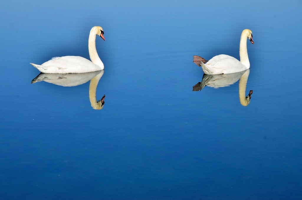 Foto: Laguna - El Burgo (A Coruña), España