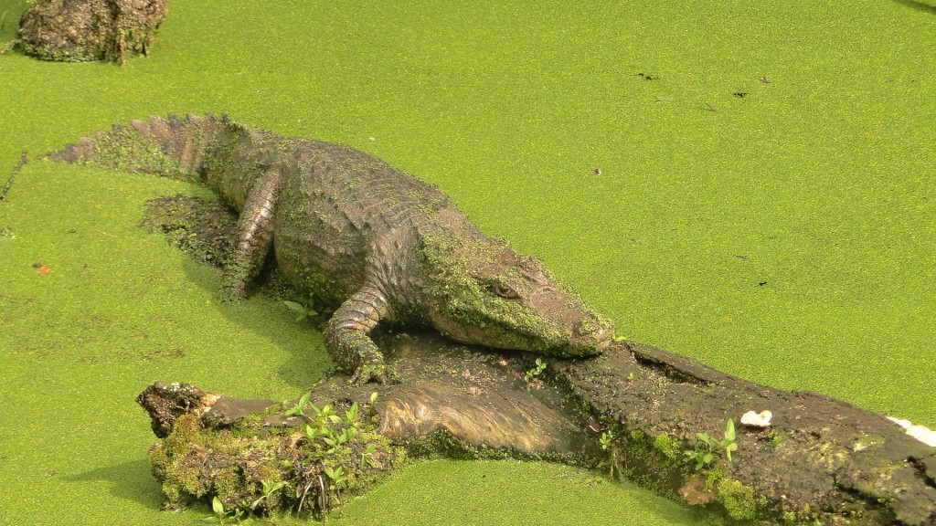 Foto: Parque - Simón Bolivar (San José), Costa Rica