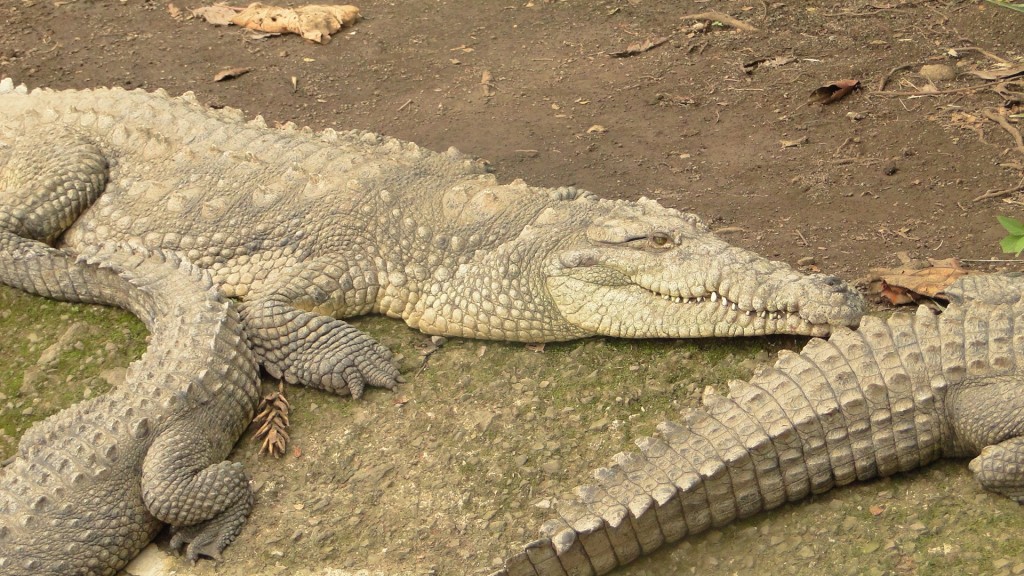 Foto de Parque Simon Bolivar (San José), Costa Rica
