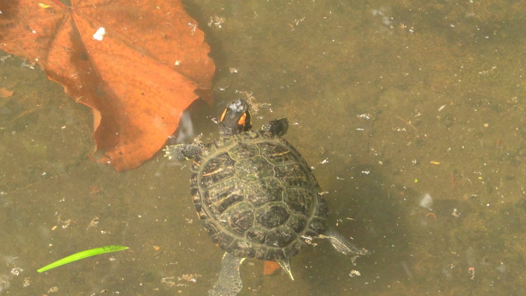 Foto de Parque Simon Bolivar (San José), Costa Rica