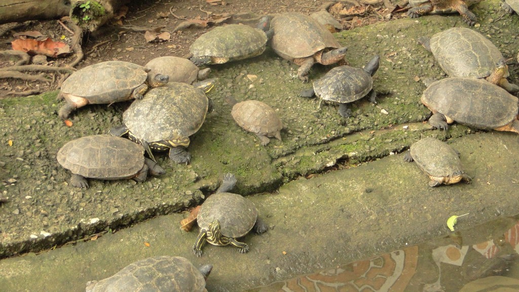 Foto de Parque Simon Bolivar (San José), Costa Rica