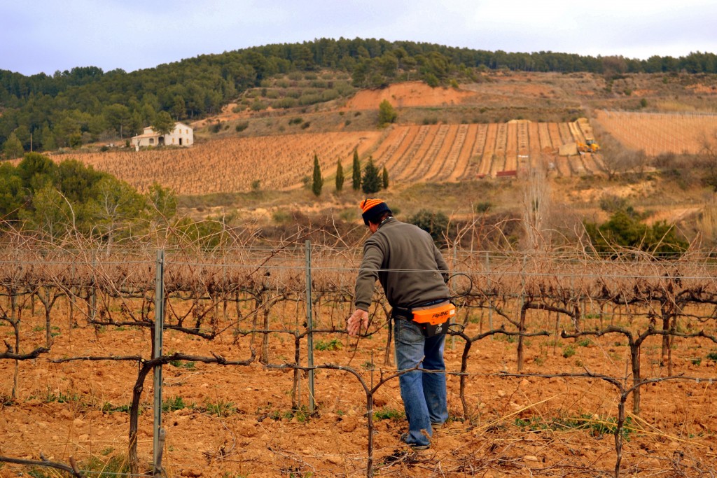 Foto: Poda de la viña. - Torrelles  de Foix (Barcelona), España